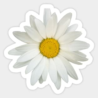 Daisy flower Sticker